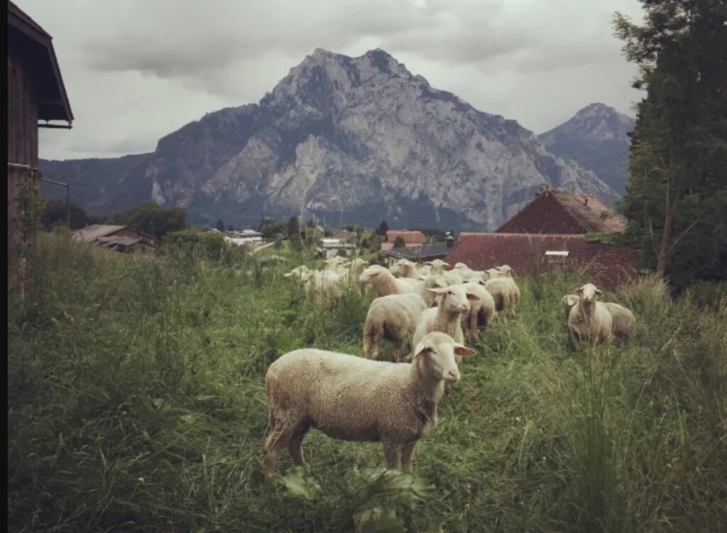 Biohof Gnigler Schafe