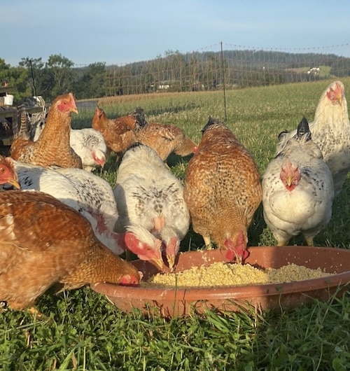Hühner auf der Wiese von unserem neuen Geflügelpartner Familie Scheibl